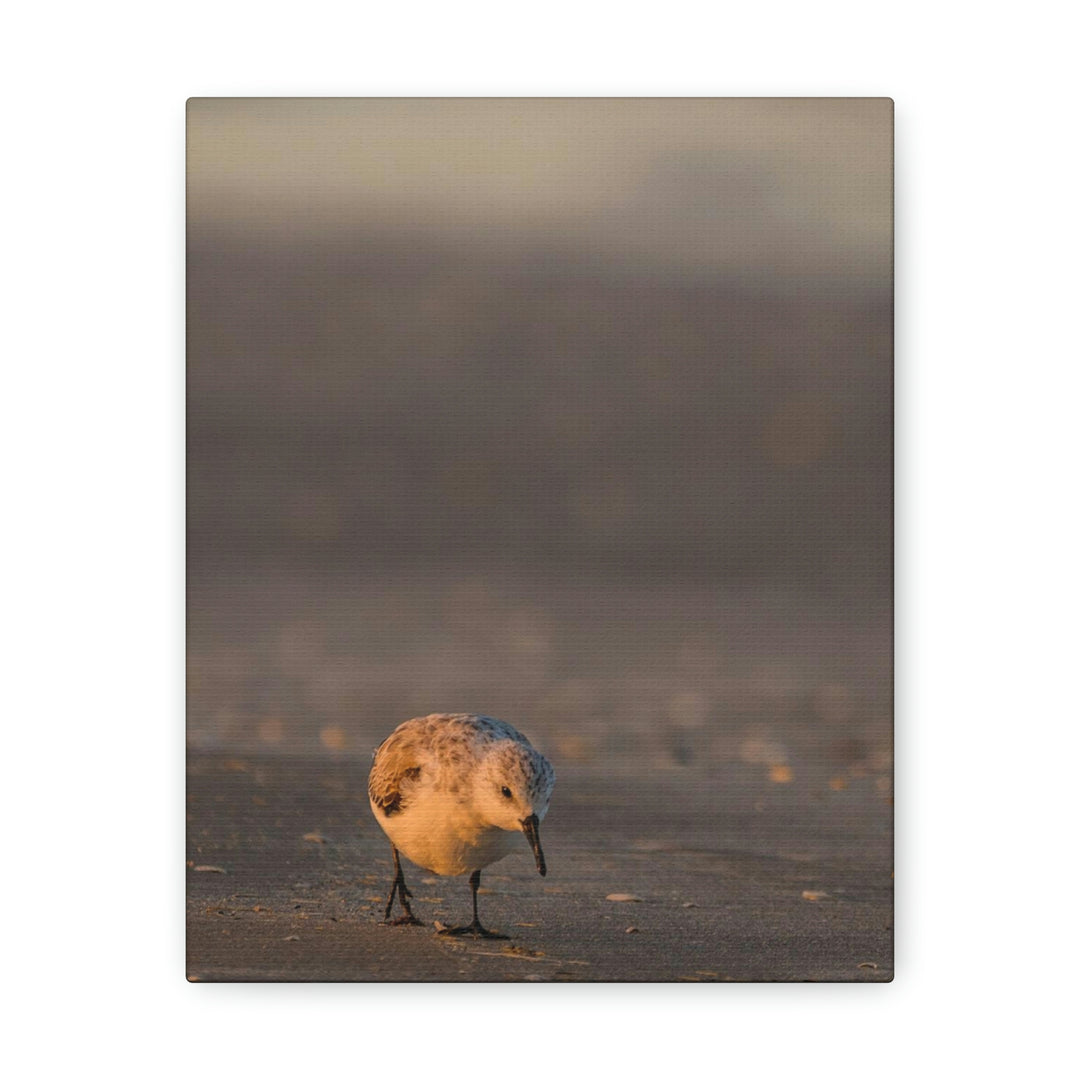 Feeding Sanderling - Canvas