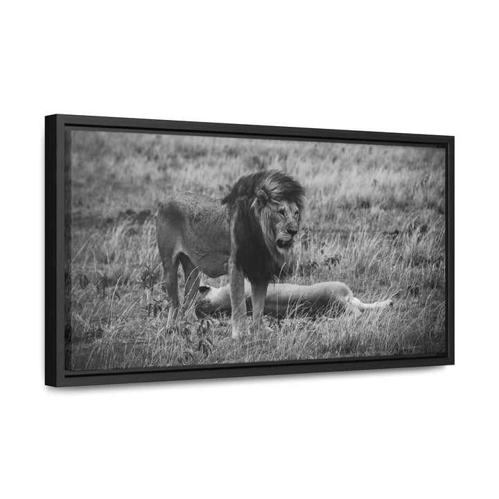 Mating Lions in Black and White - Canvas with Frame