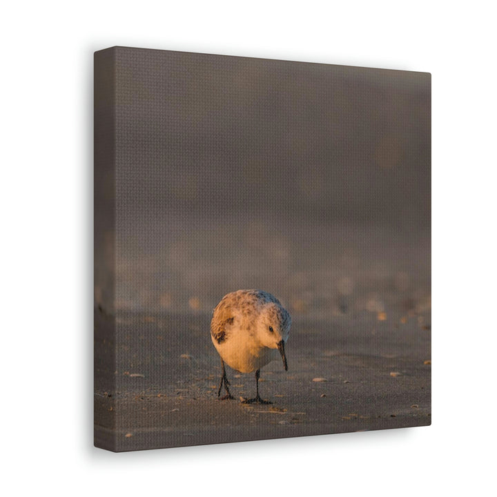 Feeding Sanderling - Canvas