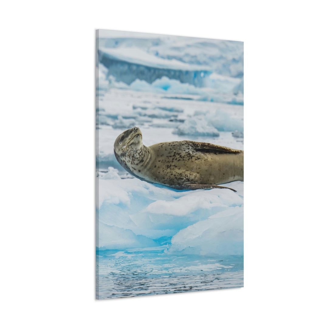 Leopard Seal Relaxing - Canvas