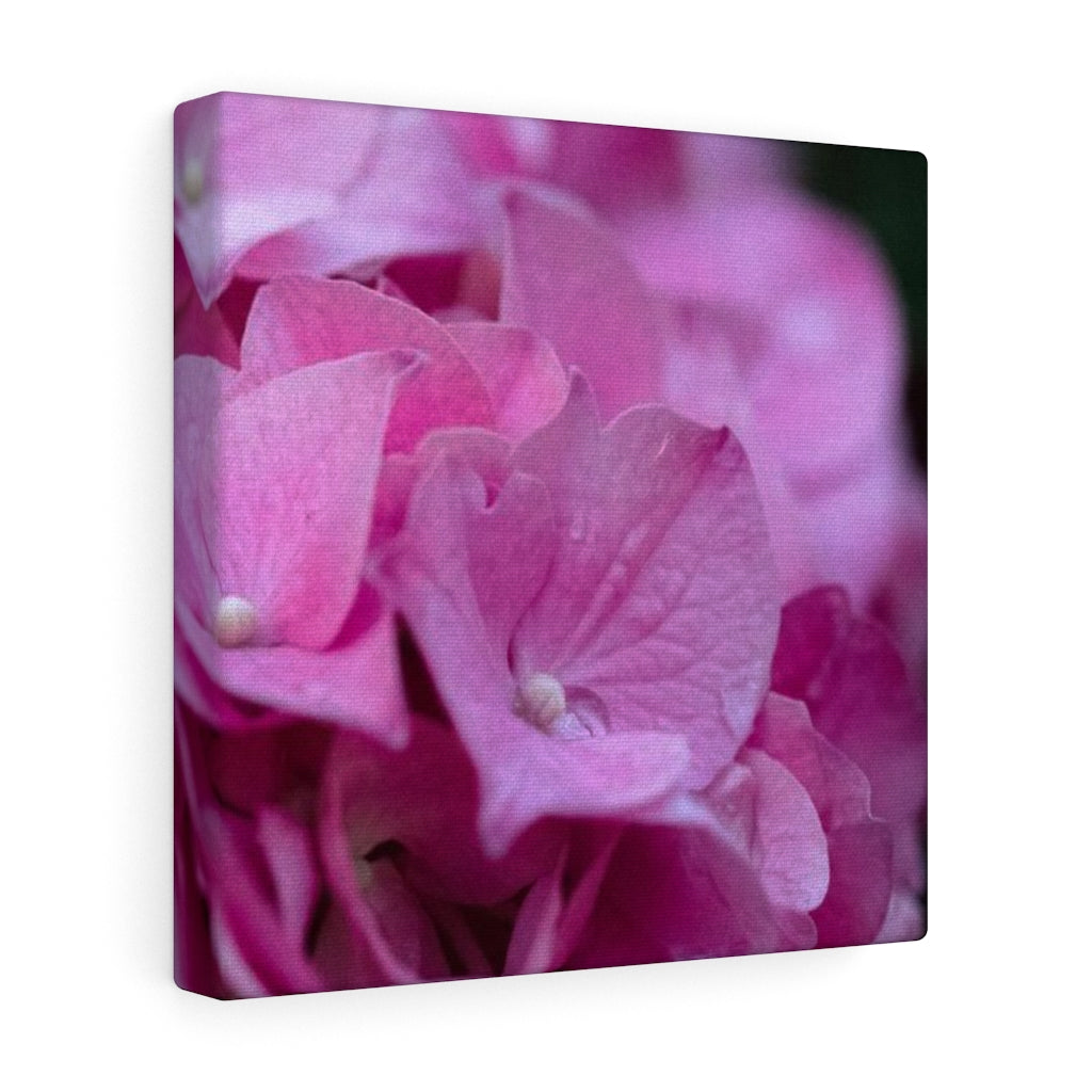 Pink Hydrangea Detail - Canvas