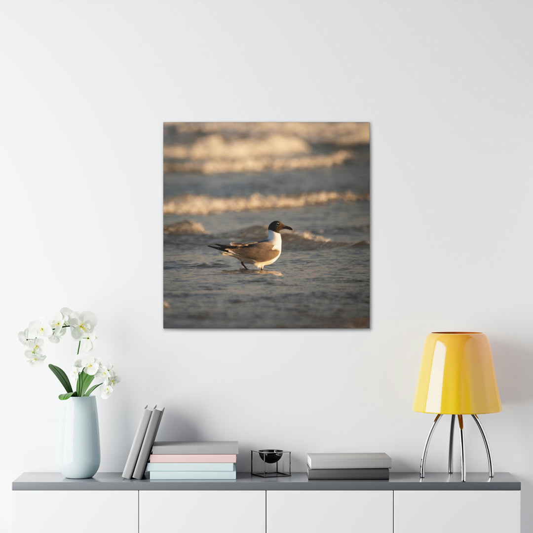 Laughing Gull in the Surf - Canvas