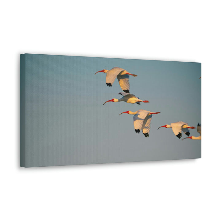 White Ibis in Flight - Canvas