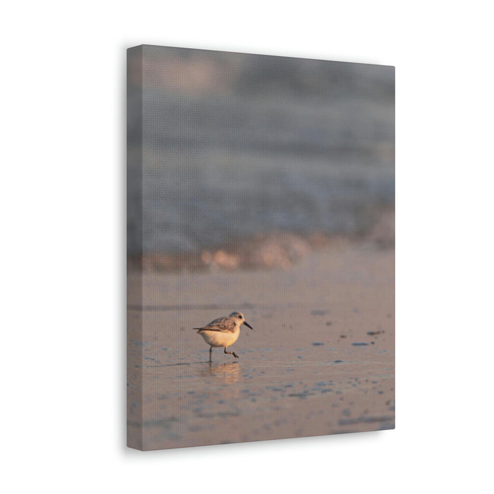 Sanderling in Soft Dusk Light - Canvas