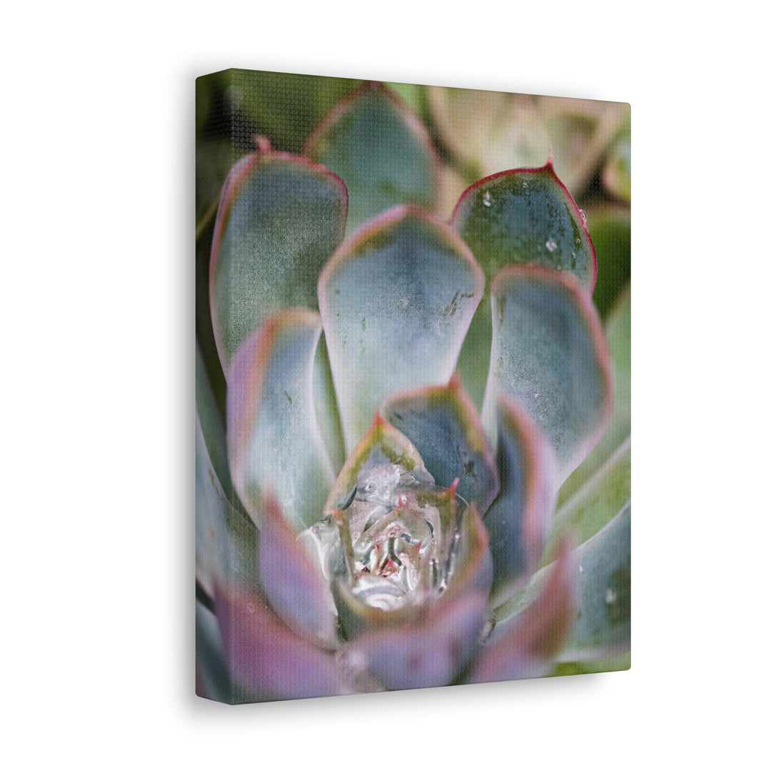 Stunning Succulent - Canvas