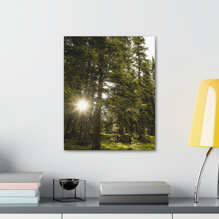 Forest Light - Canvas