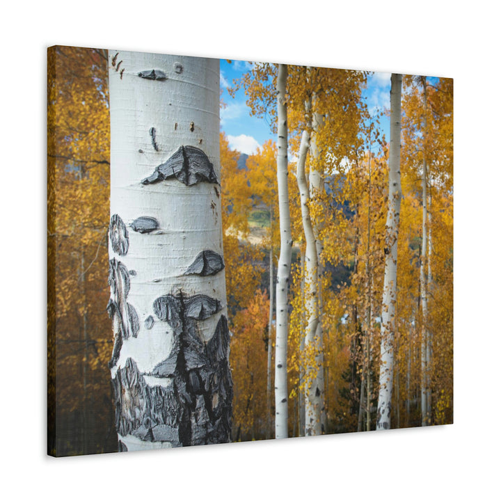 Aspens Changing - Canvas