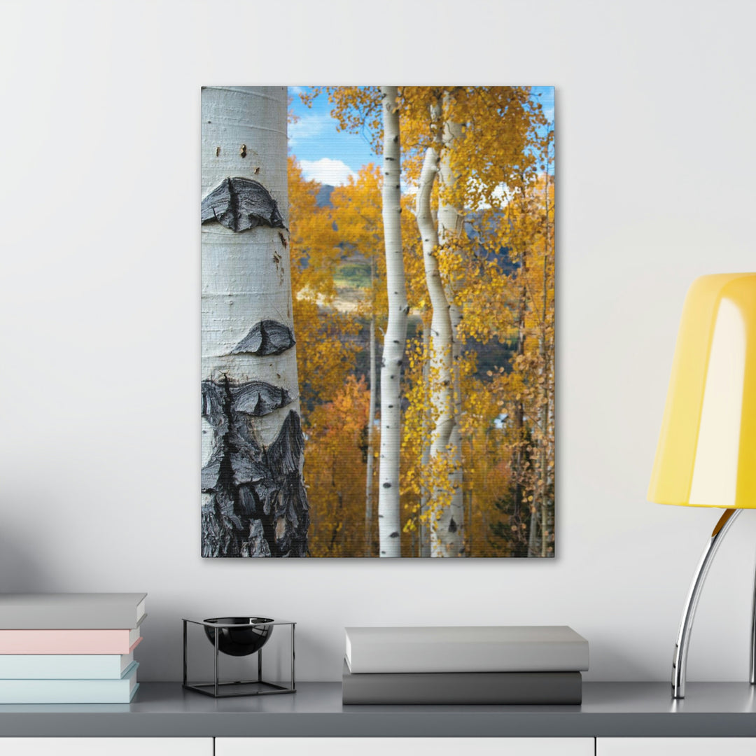 Aspens Changing - Canvas