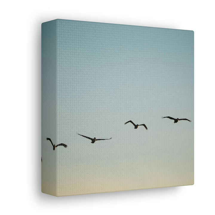 Brown Pelicans in Flight - Canvas