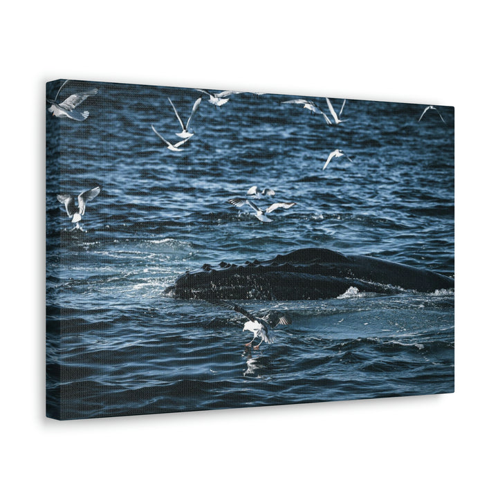 Humpback Hello - Canvas