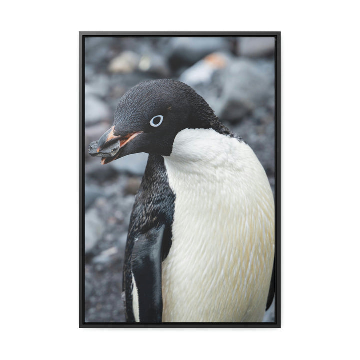 A Penguin's Pebble - Canvas with Frame