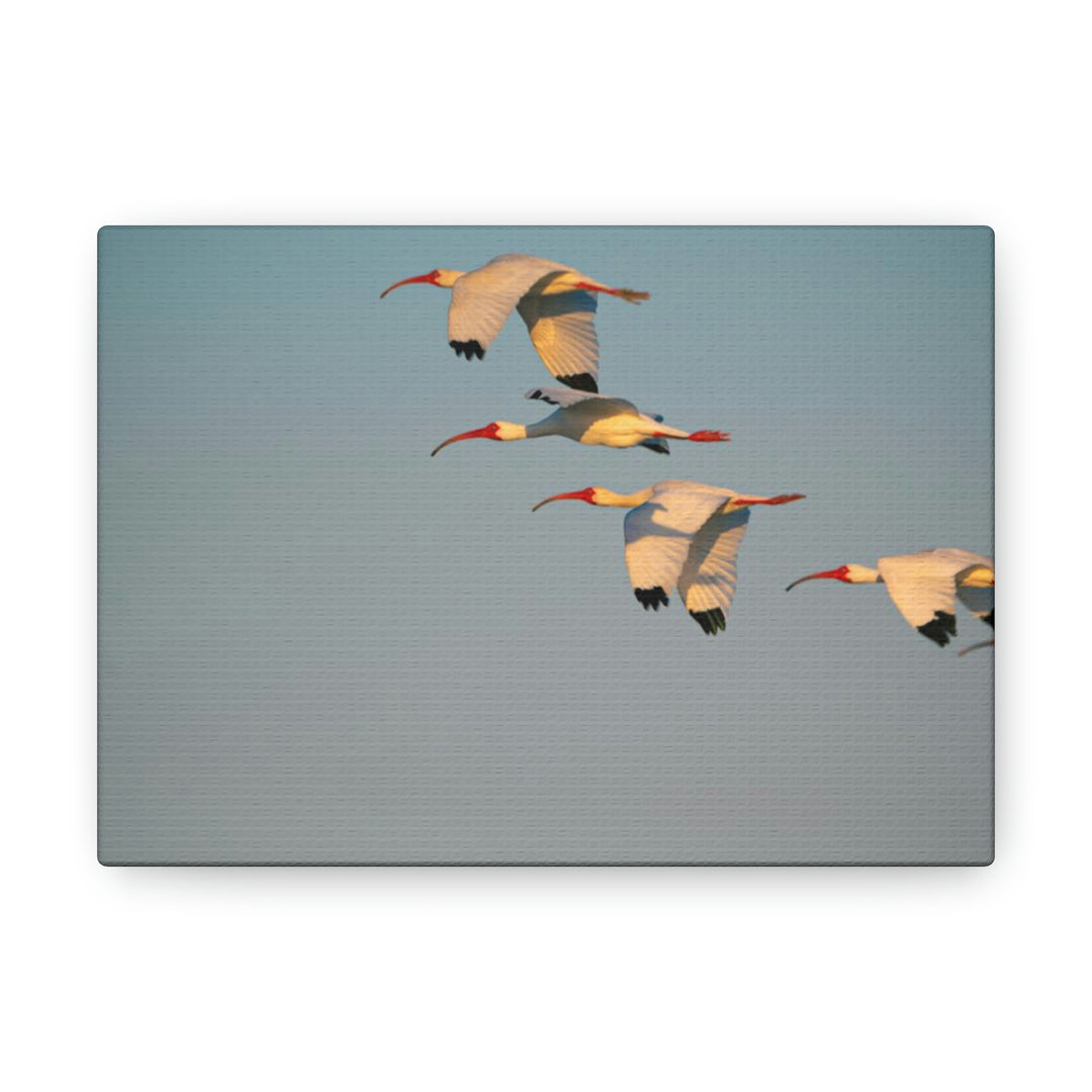 White Ibis in Flight - Canvas