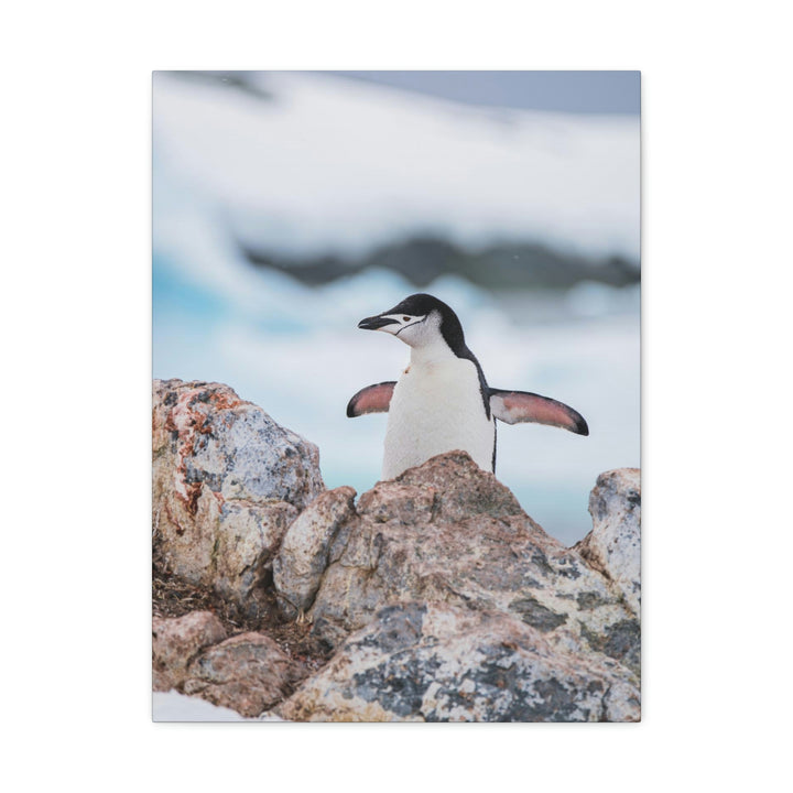 Stretched Penguin - Canvas