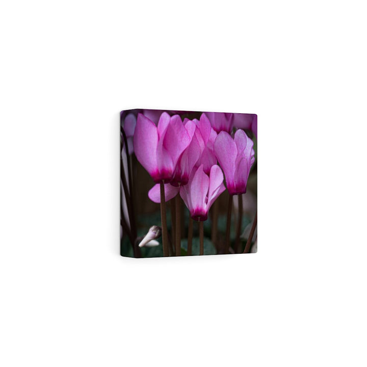 Cyclamen Reach - Canvas