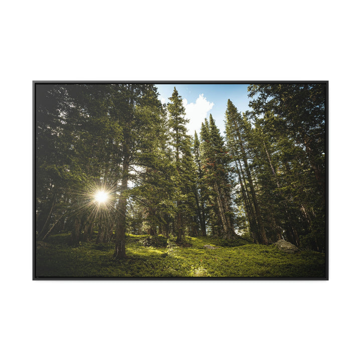 Forest Light - Canvas with Frame