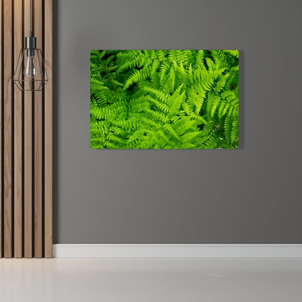 Ferns, Ferns, Ferns - Canvas