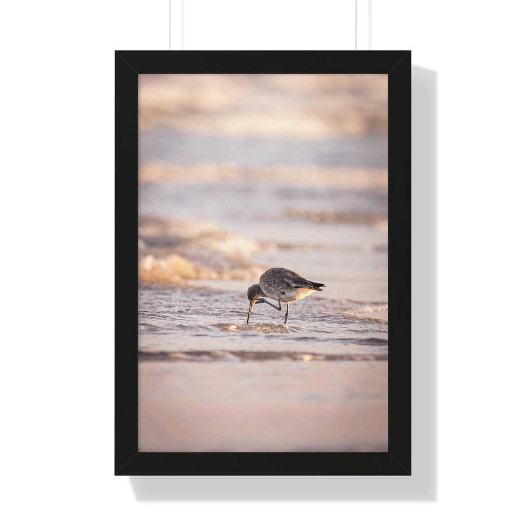 Willet Itch - Framed Print