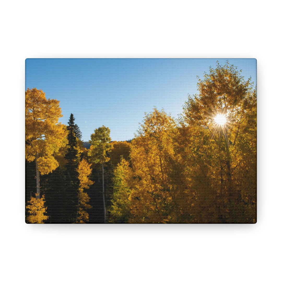 Sun Through the Aspens - Canvas