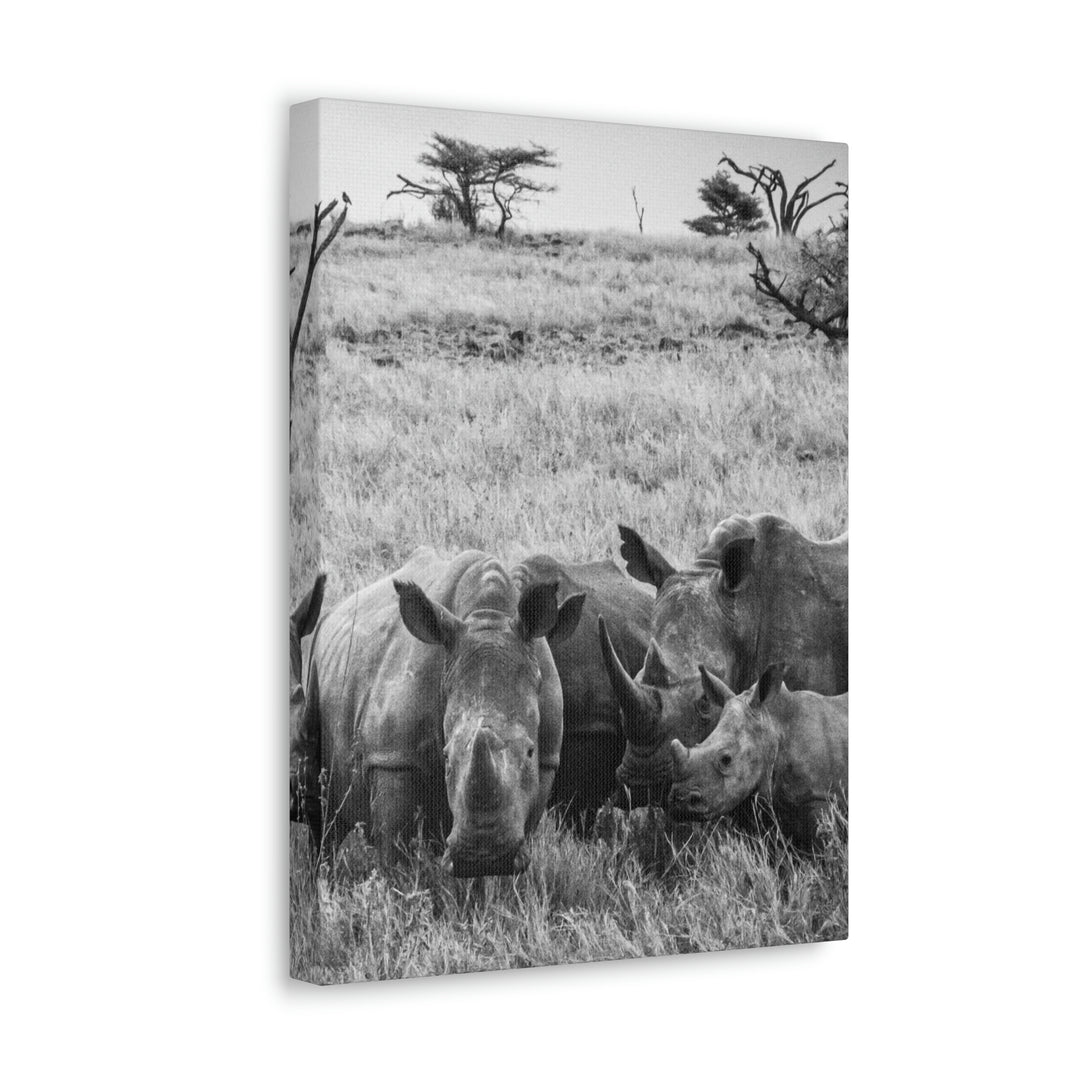 Rhino Family in Black and White - Canvas