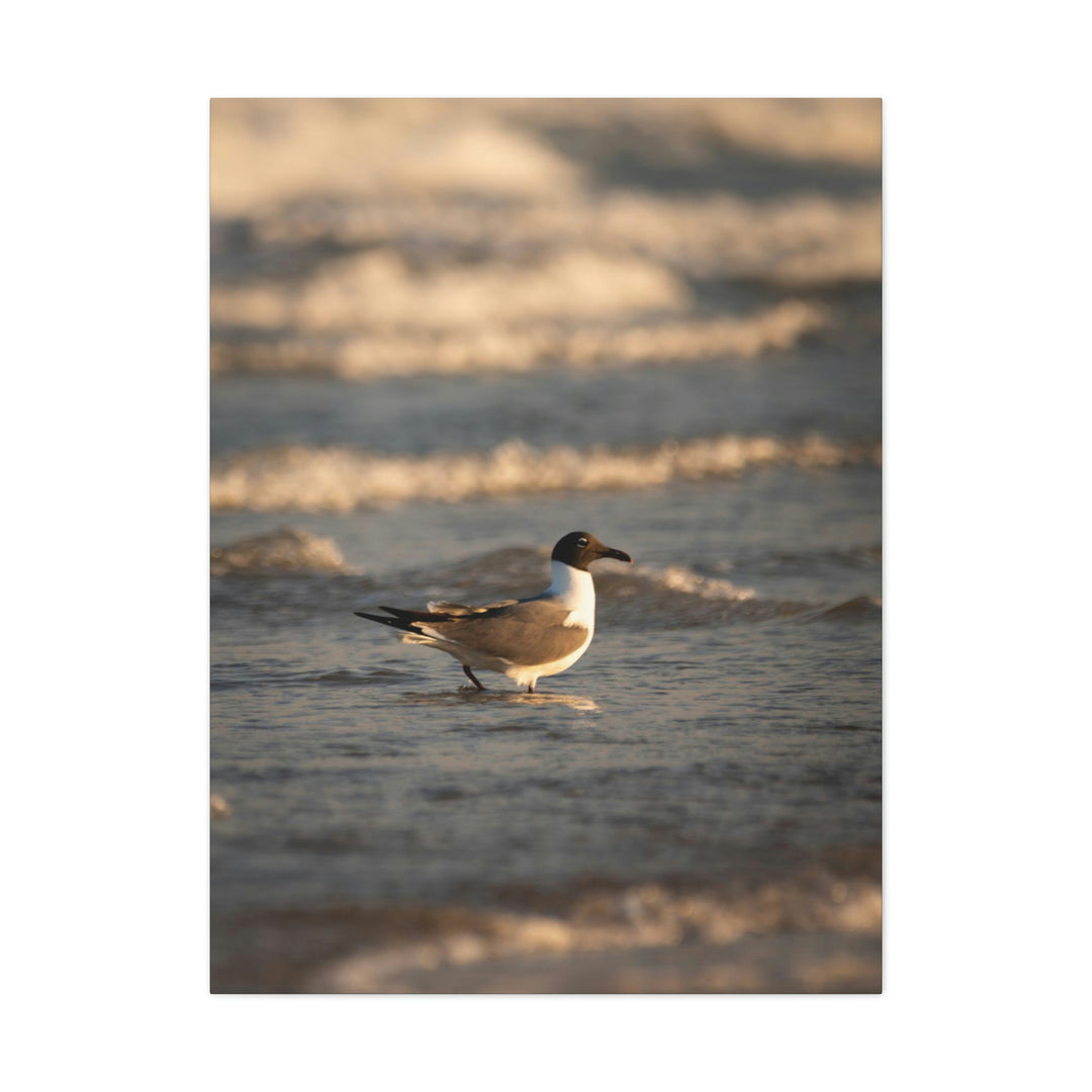 Laughing Gull in the Surf - Canvas