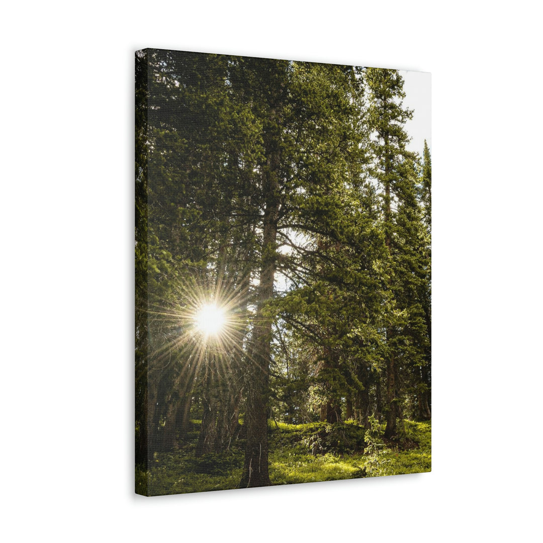 Forest Light - Canvas