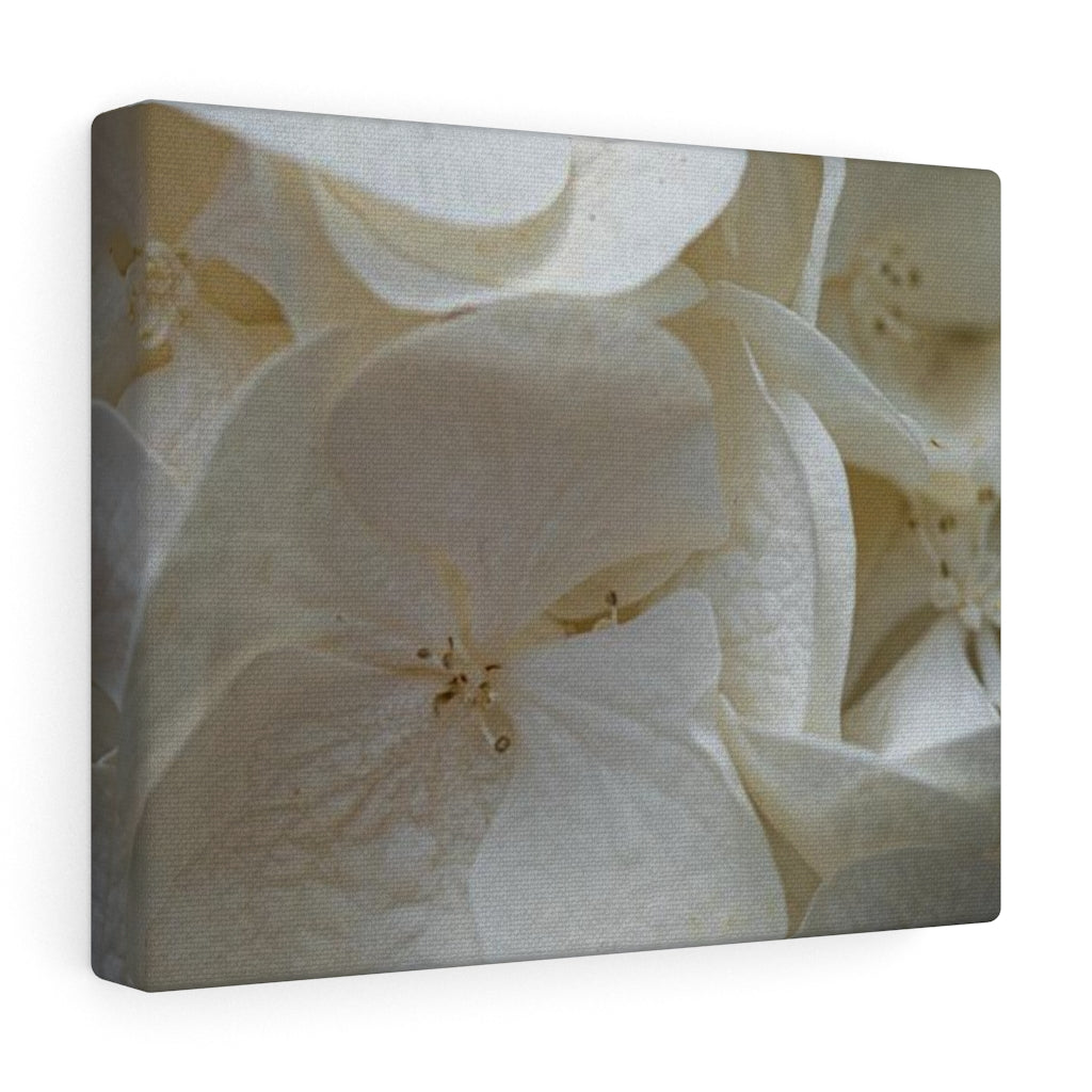 White Hydrangea Detail - Canvas