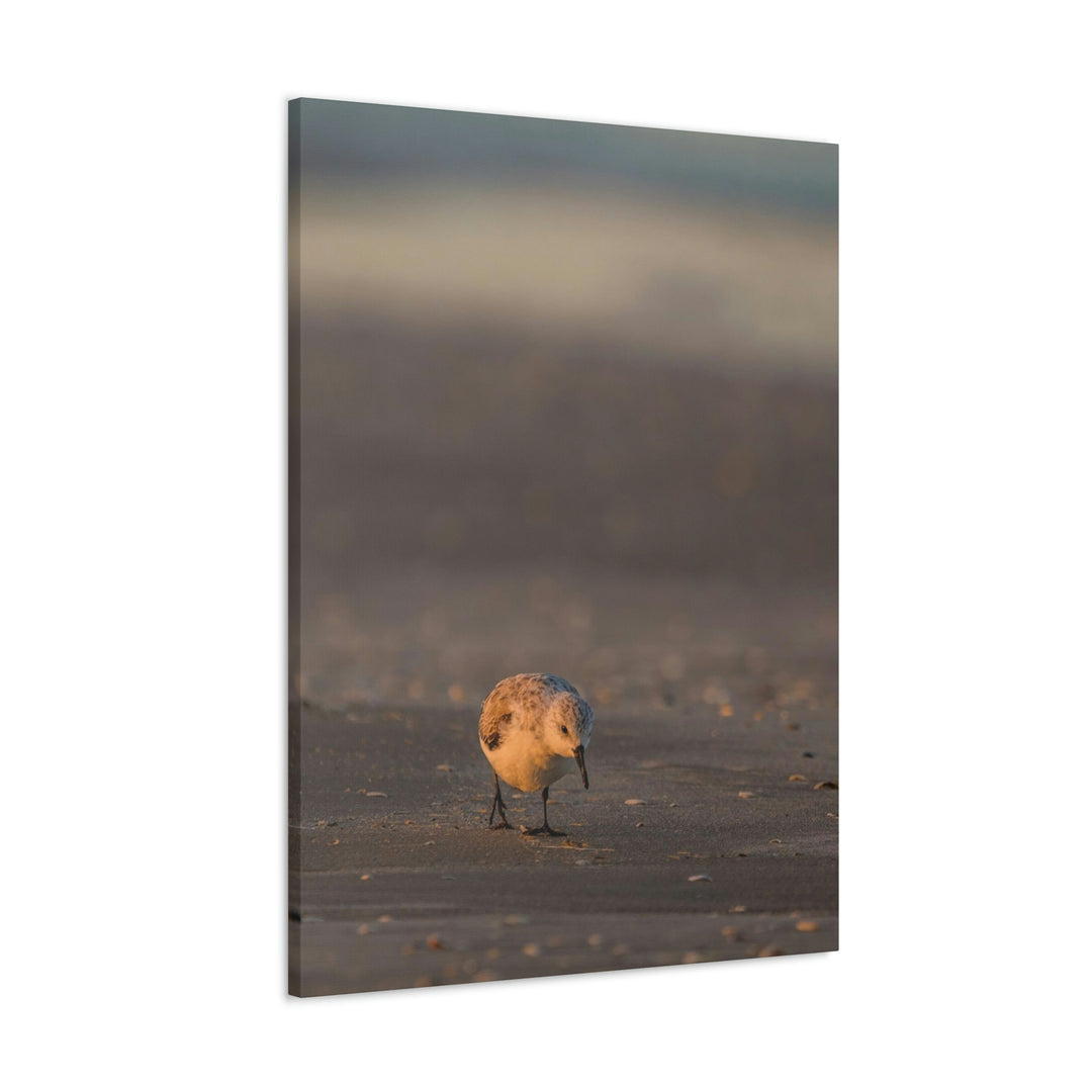 Feeding Sanderling - Canvas