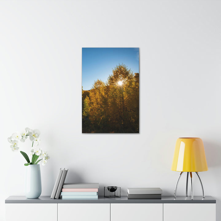 Sun Through the Aspens - Canvas