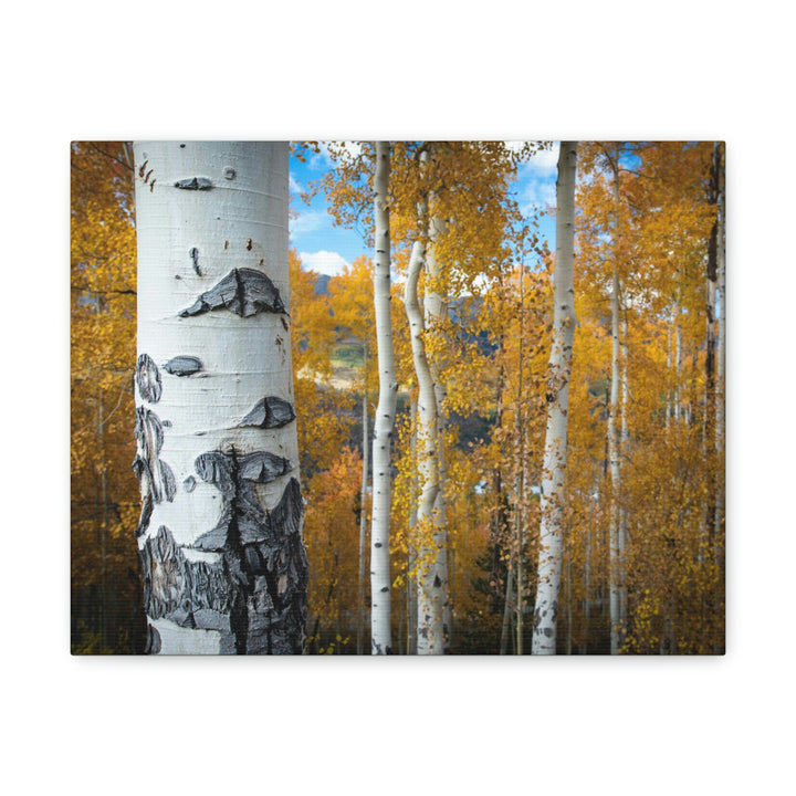 Aspens Changing - Canvas