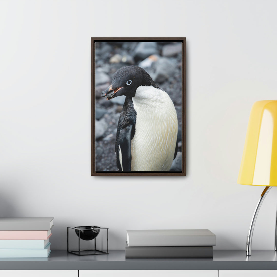 A Penguin's Pebble - Canvas with Frame