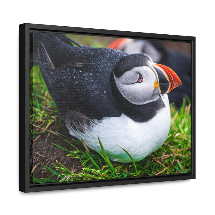 Resting Puffin - Canvas with Frame