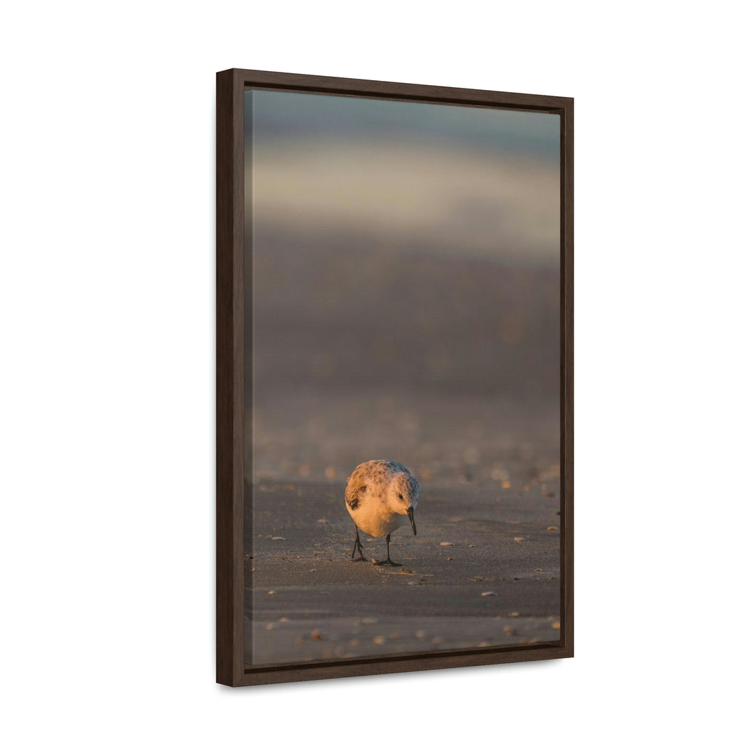 Feeding Sanderling - Canvas with Frame