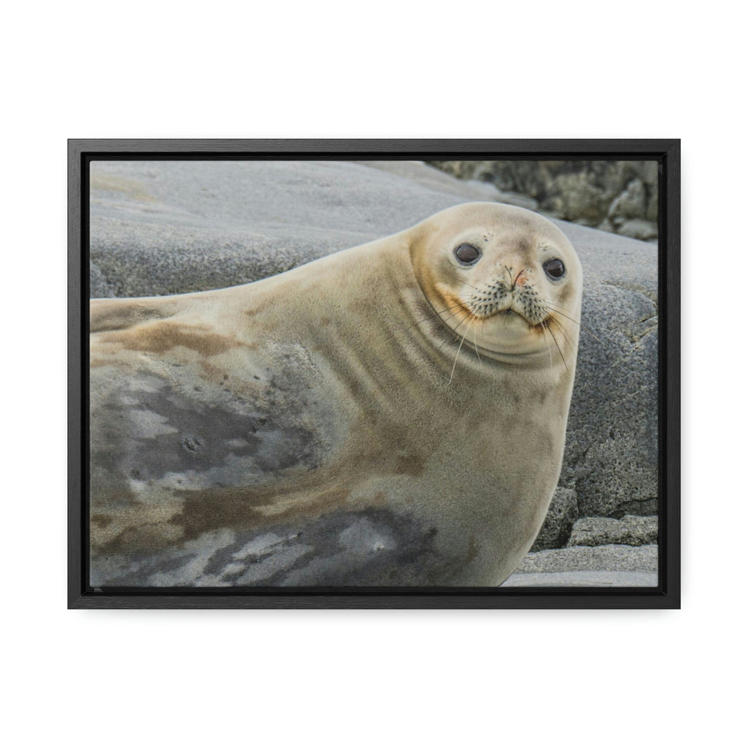 Weddell Smile - Canvas with Frame