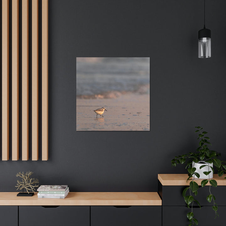 Sanderling in Soft Dusk Light - Canvas