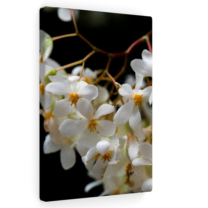 Floral Network - Canvas