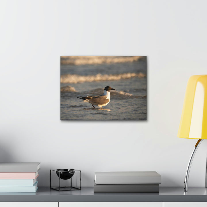 Laughing Gull in the Surf - Canvas