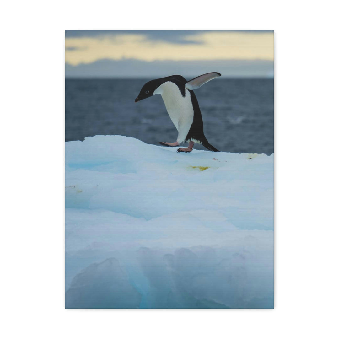 Penguin Dance - Canvas