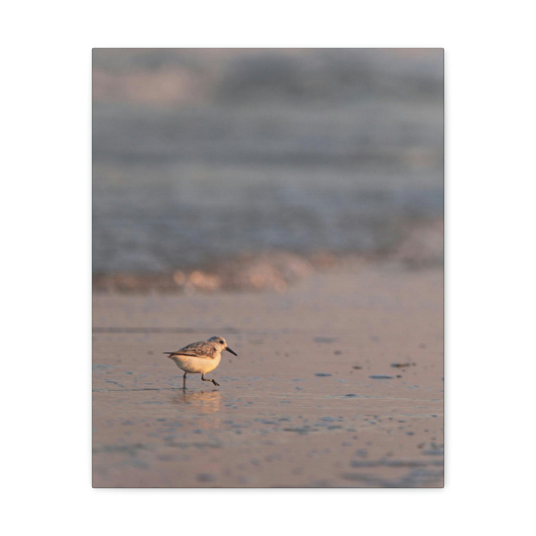 Sanderling in Soft Dusk Light - Canvas