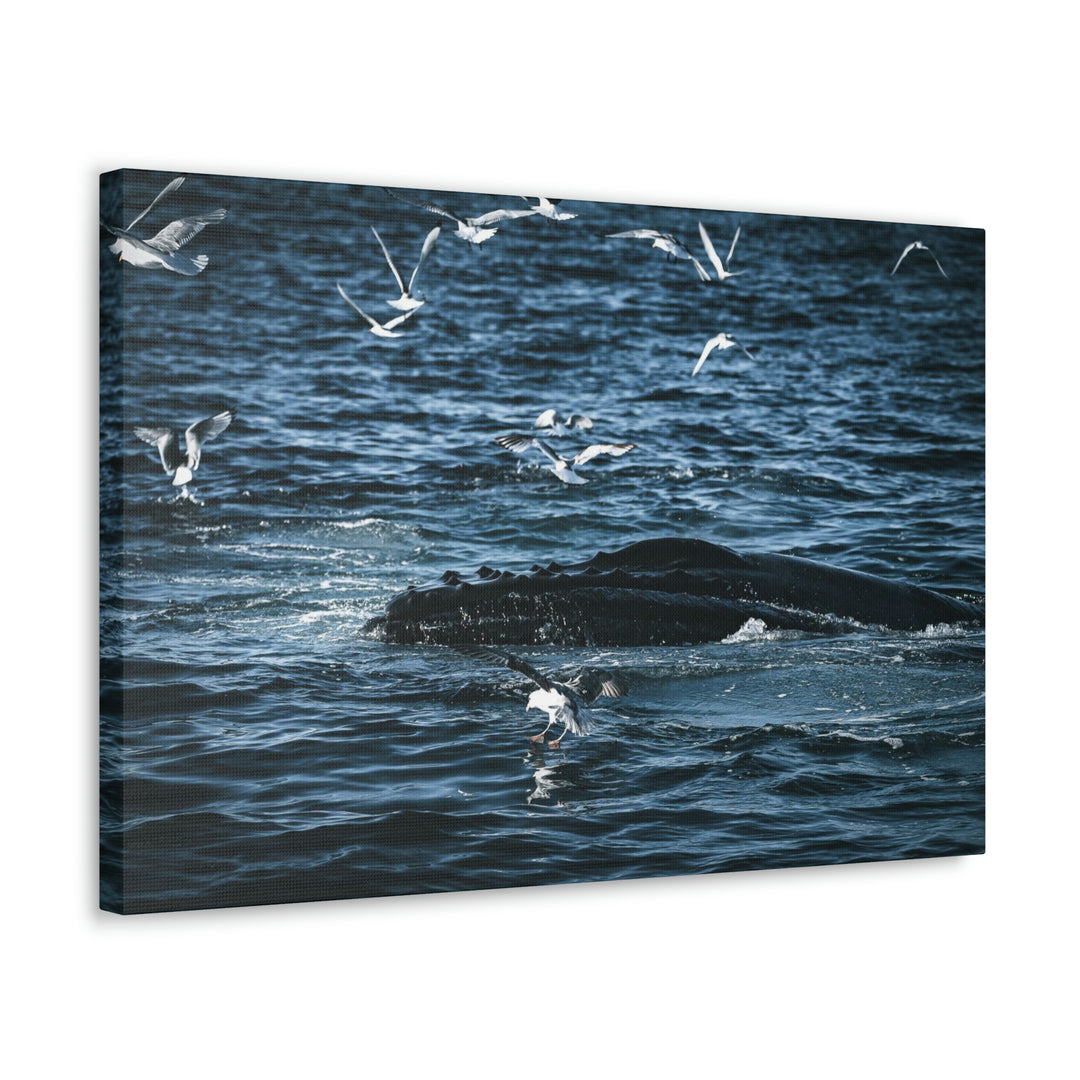 Humpback Hello - Canvas