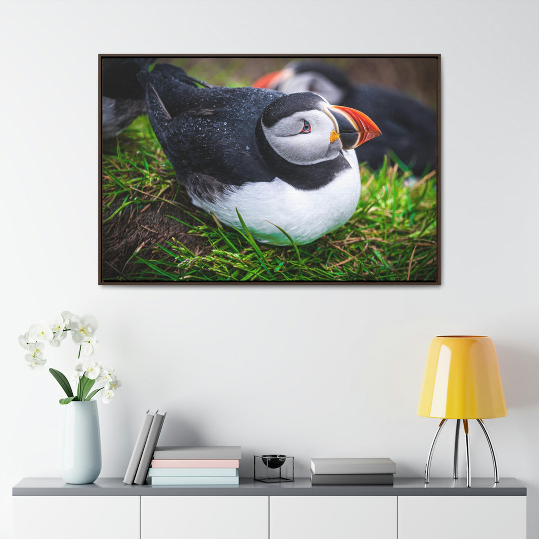 Resting Puffin - Canvas with Frame