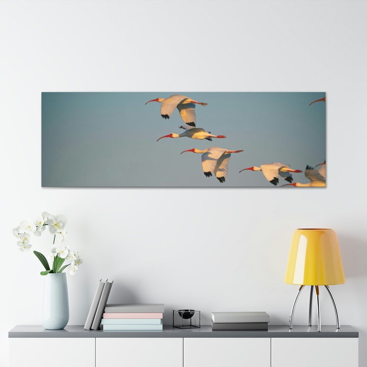 White Ibis in Flight - Canvas