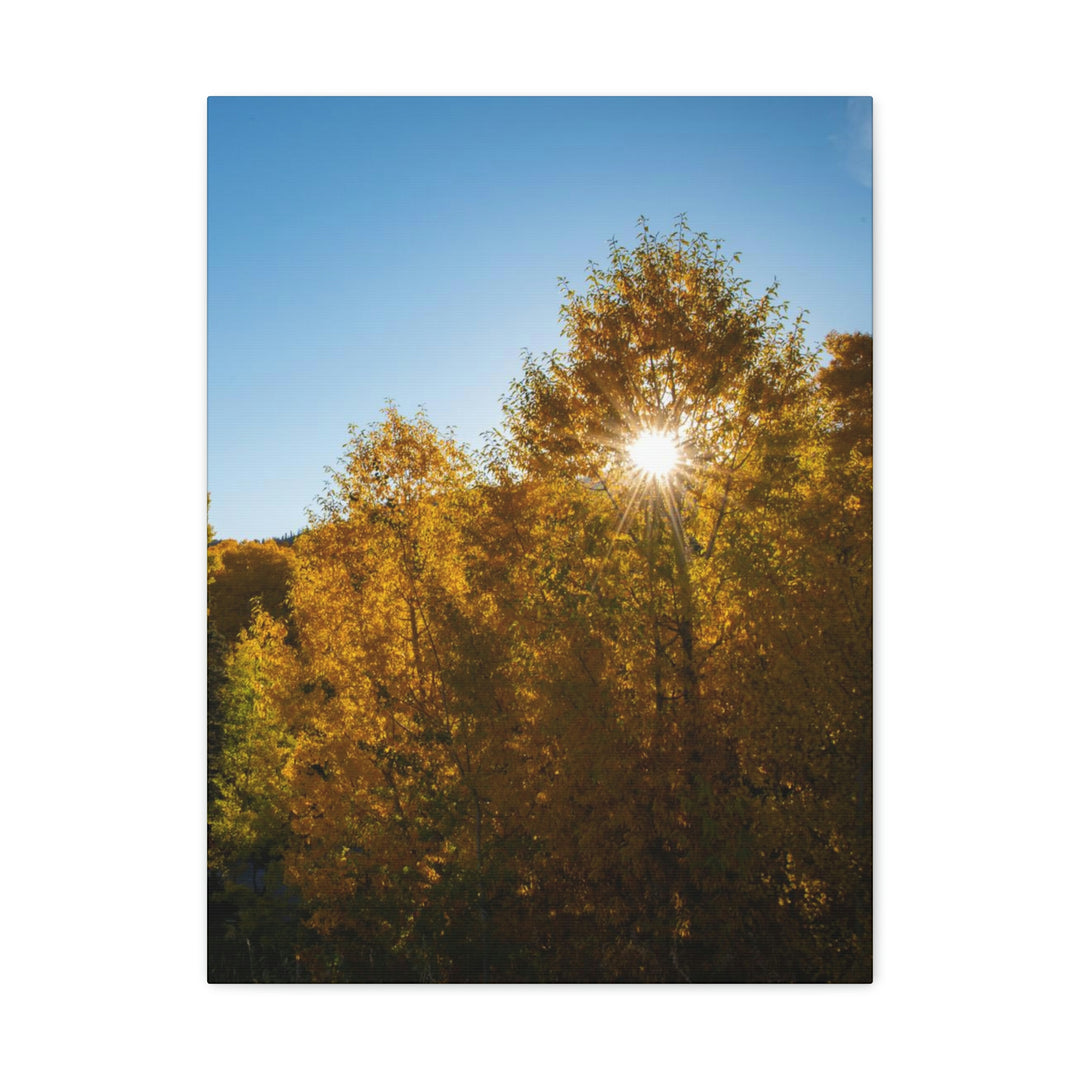 Sun Through the Aspens - Canvas