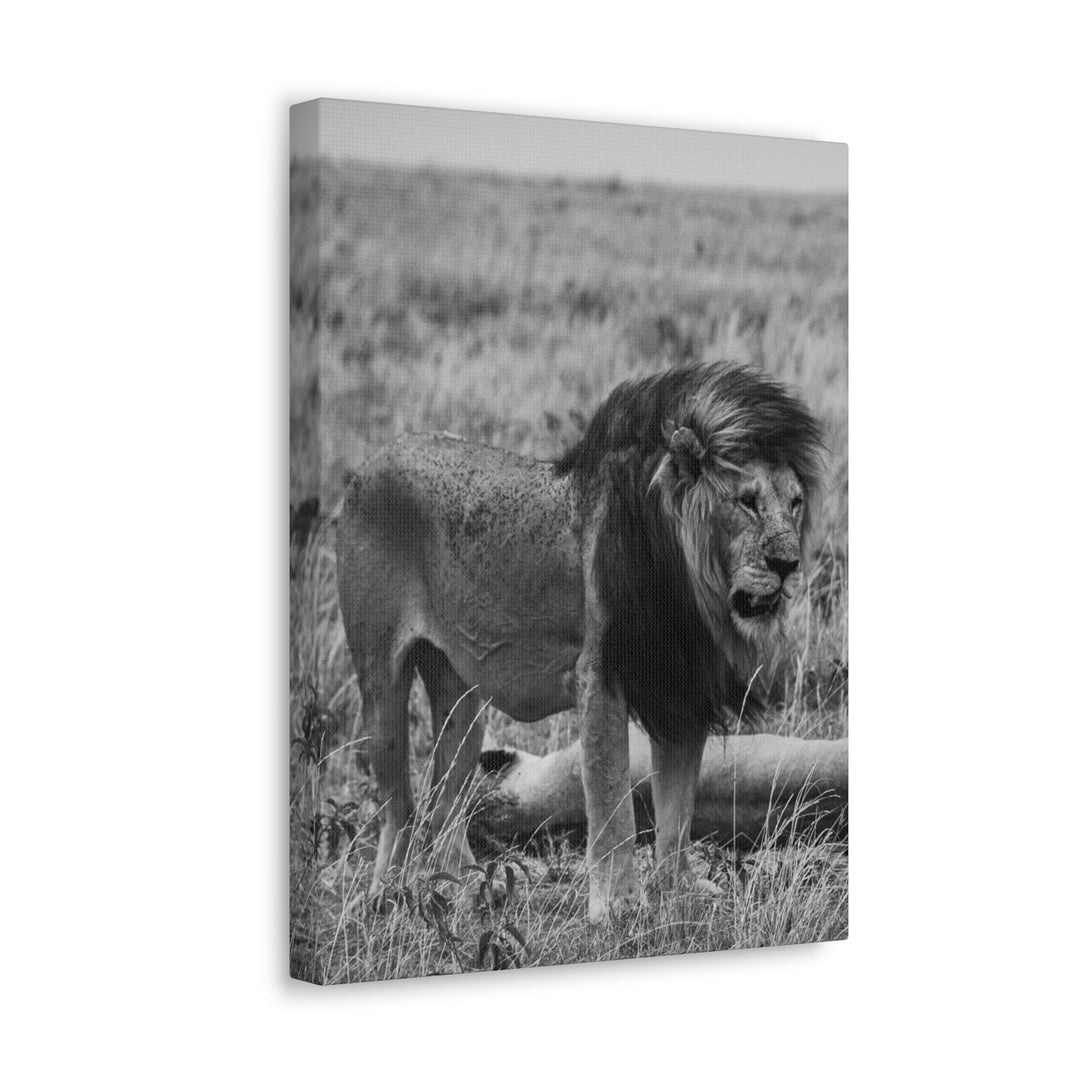 Mating Lions in Black and White - Canvas