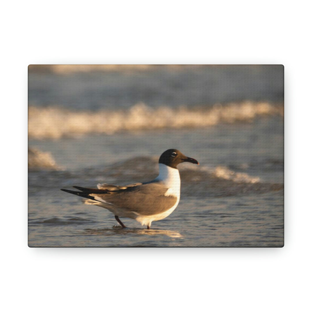 Laughing Gull in the Surf - Canvas