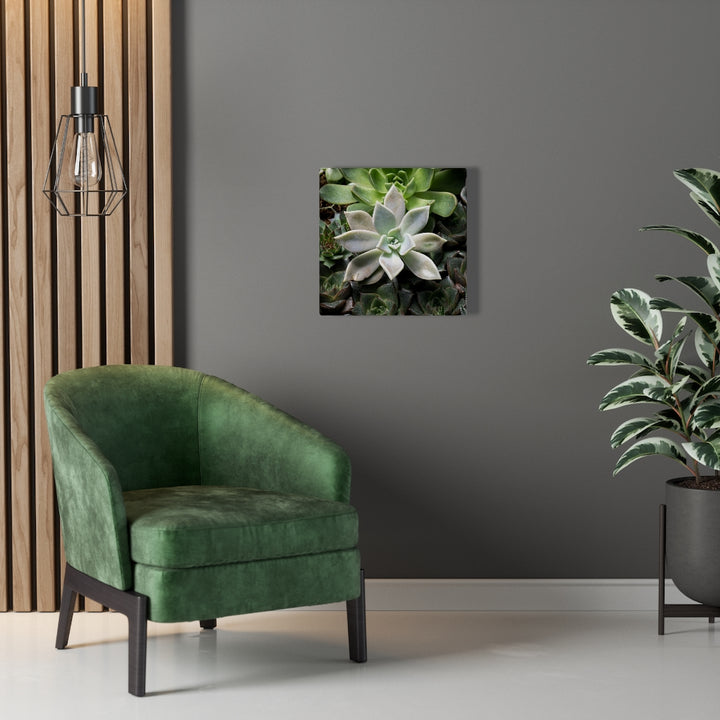 Succulent - Array - Canvas