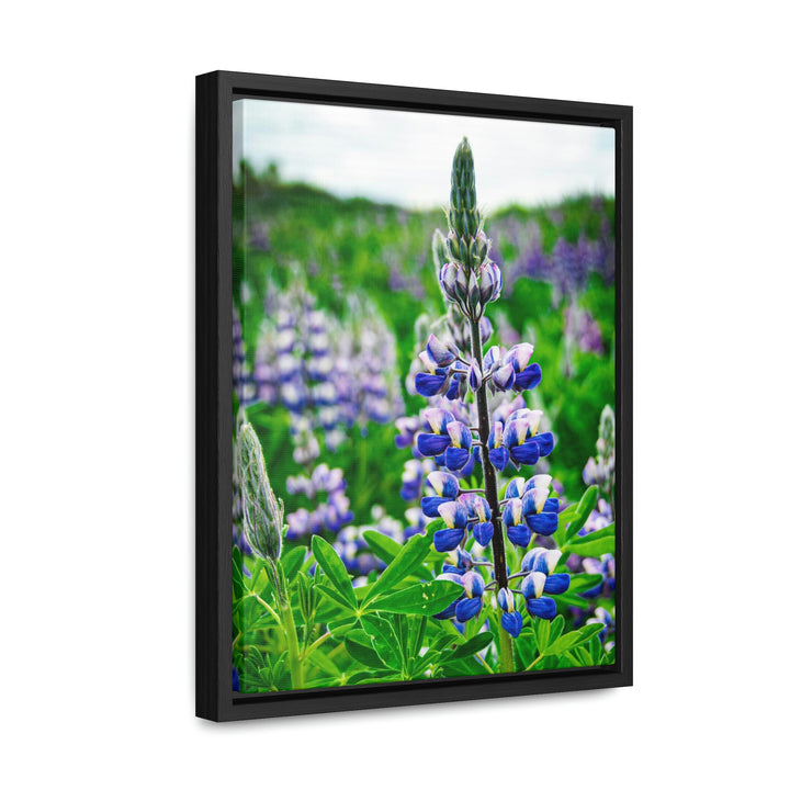 Glowing Lupin - Canvas with Frame