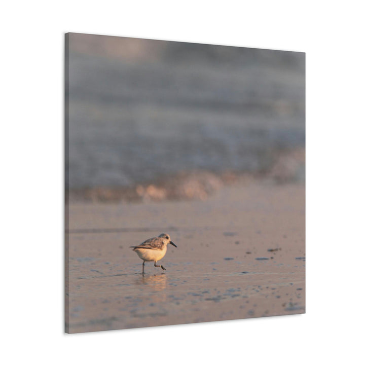 Sanderling in Soft Dusk Light - Canvas