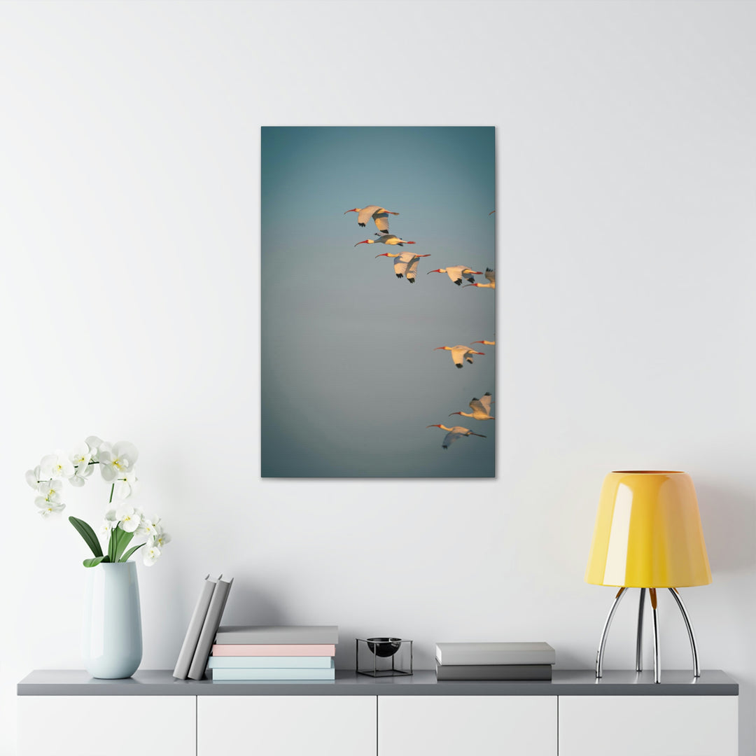 White Ibis in Flight - Canvas