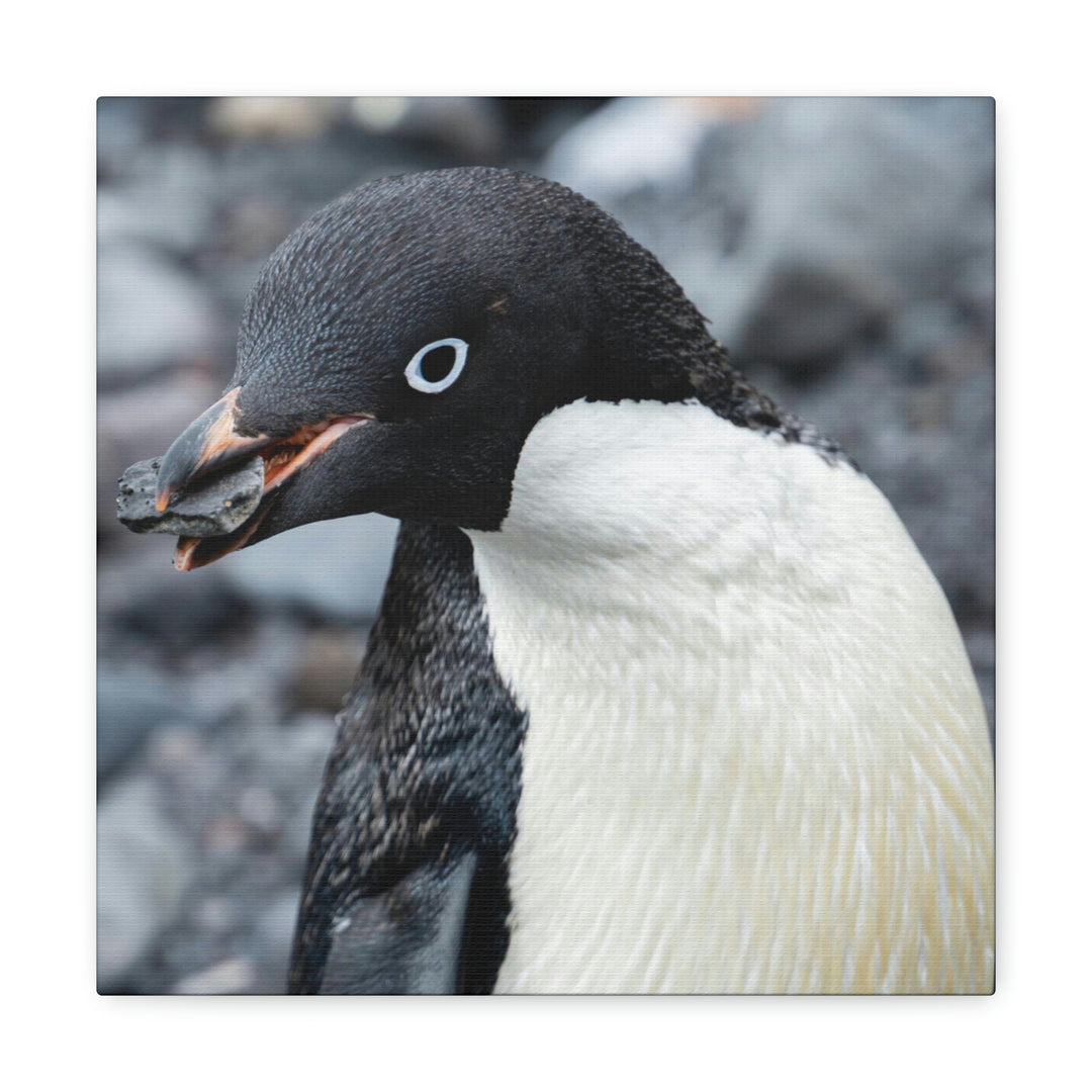 A Penguin's Pebble - Canvas