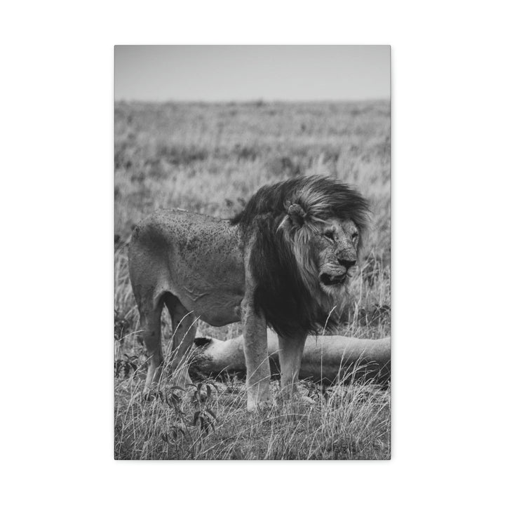 Mating Lions in Black and White - Canvas